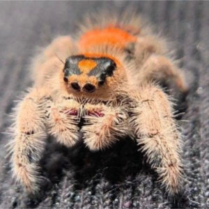 Regal Jumping Spider (Phidippus regius)