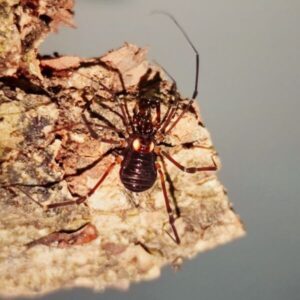 Dady Longlegs Spider (Opiliones sp. red body)