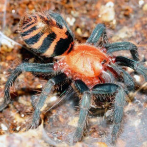 Costa Rican Tiger Rump Tarantula (Cyclosternum fasciatum)