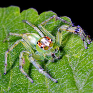 Epeus alboguttatus Jumping Spider