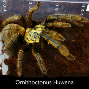 Golden Earth Tiger Tarantula (Cyriopagopus schmidti)