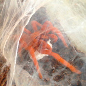 Philippine Tangerine Tarantula (Orphnaecus philippinus)