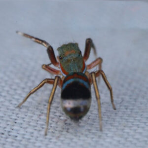 Chinese Jumping Spider (Siler cupreus)