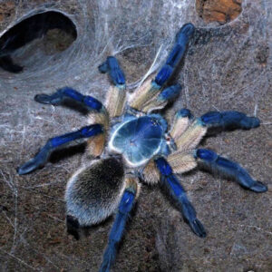 Socotra Island Blue Baboon Tarantula (Monocentropus balfouri)